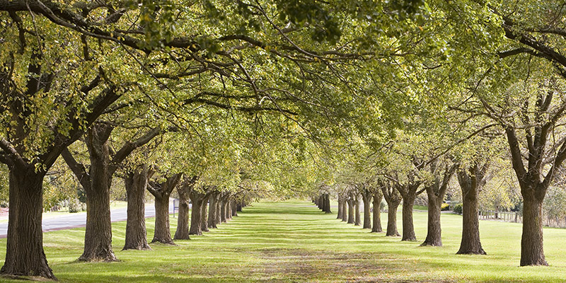 Anonymous, Rows of trees bordering greensward (detail)