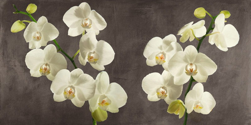 Andrea Antinori, Orchids on Grey Background