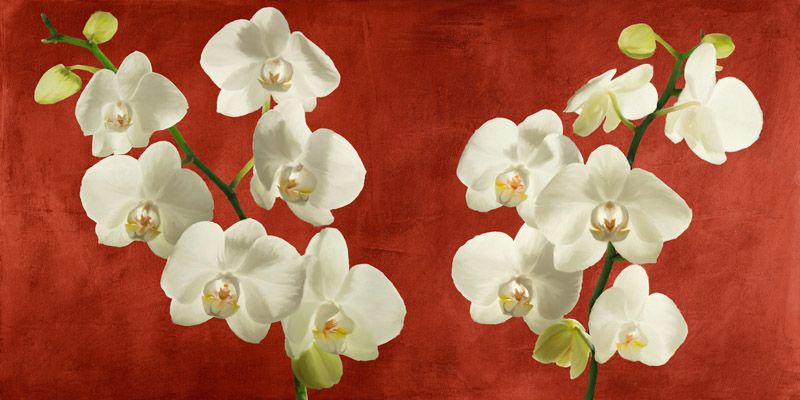 Andrea Antinori, Orchids on Red Background