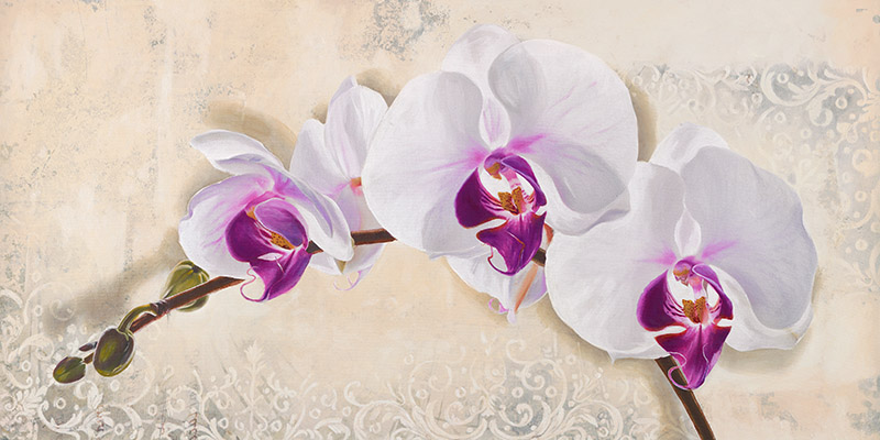 Elena Dolci, Royal Orchid