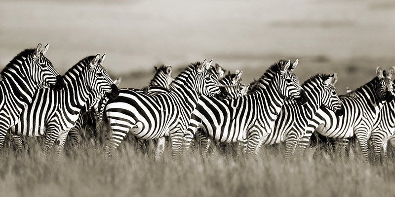 Frank Krahmer, Grant's zebra, Masai Mara, Kenya