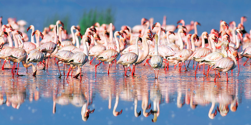 Frank Krahmer, Lesser flamingo, Lake Nakuru, Kenya