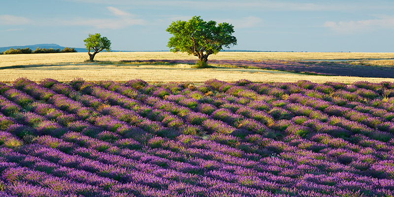 Frank Krahmer, Lavender field and almond tree, Provence, France