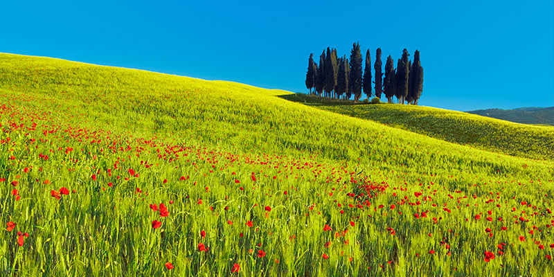 Frank Krahmer, Cypress and corn field, Tuscany, Italy