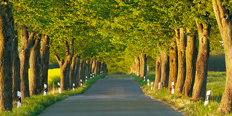 Frank Krahmer, Lime tree alley, Mecklenburg Lake District, Germany