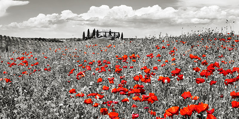 Frank Krahmer, Farm house with cypresses and poppies, Tuscany, Italy