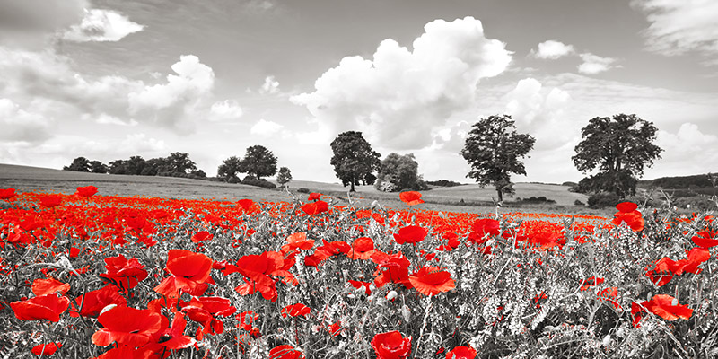 Frank Krahmer, Poppies and vicias in meadow, Mecklenburg Lake District, Germany