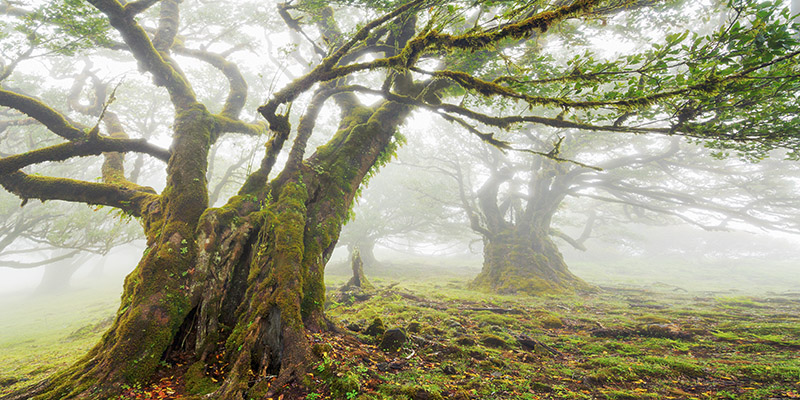 Frank Krahmer, Laurel forest in fog, Madeira, Portugal