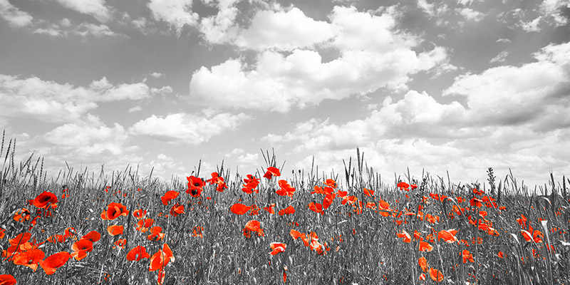Frank Krahmer, Poppies in corn field, Bavaria, Germany