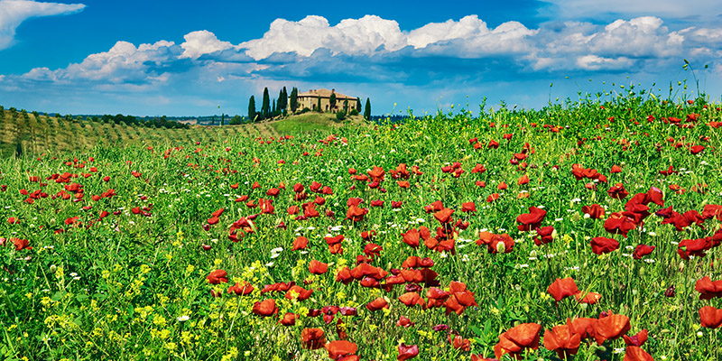 Frank Krahmer, Farm house with cypresses and poppies, Tuscany, Italy