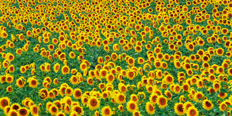 Frank Krahmer, Sunflower field, France