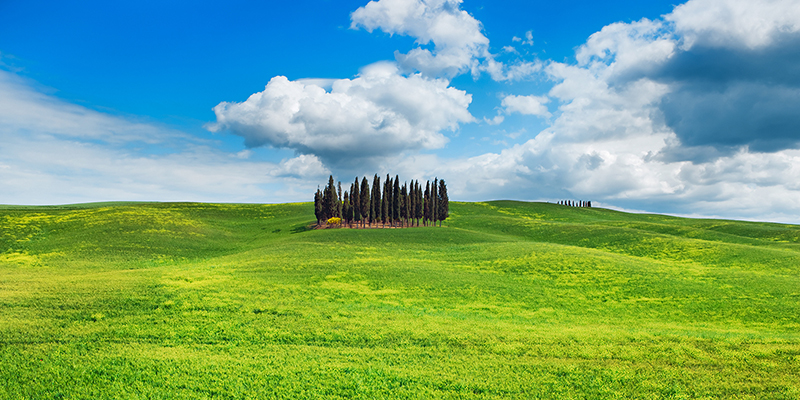 Frank Krahmer, Cypresses, Val d'Orcia, Tuscany (detail)