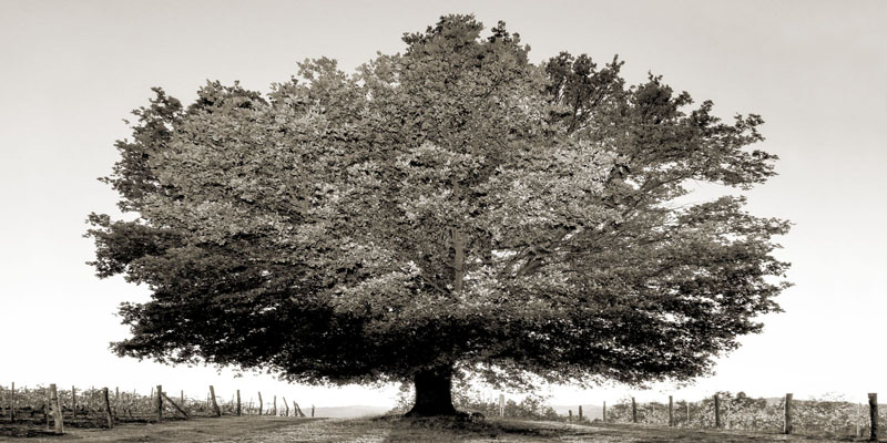 Fulvio Ferrua, Un secolo di tramonti (BW)