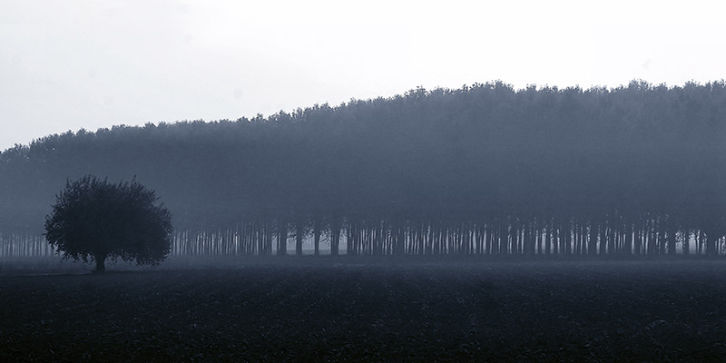 Fulvio Ferrua, Sinfonia d'autunno