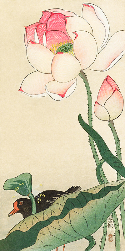 Ohara Koson, Lotus Flowers
