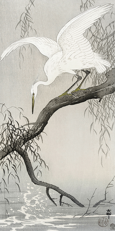 Ohara Koson, White heron on tree branch