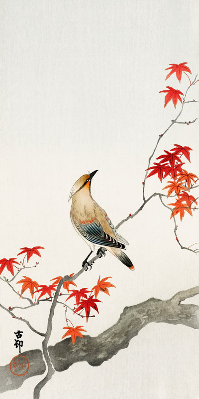 Anonymous, Japanese Jay on Maple
