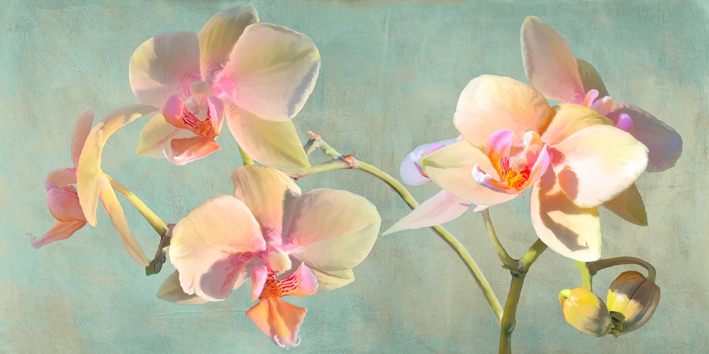 Luca Villa, Jewel Orchids