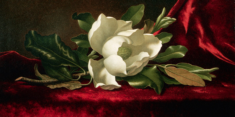 Martin Johnson Heade, Magnolia