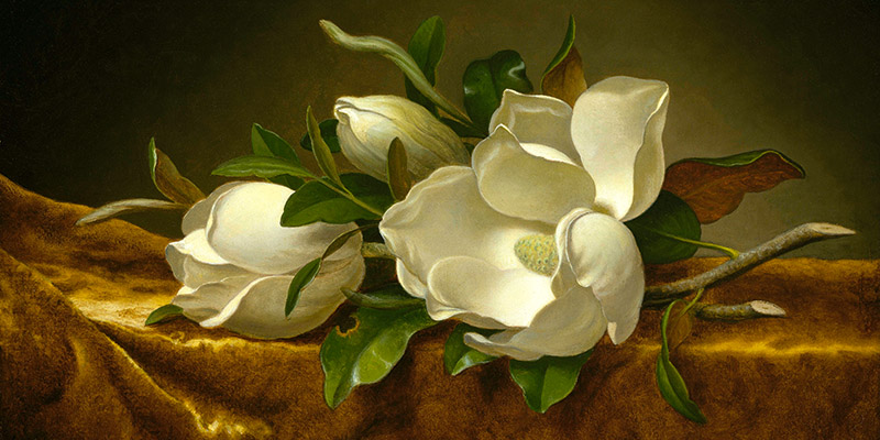Martin Johnson Heade, Magnolias on Gold Velvet Cloth