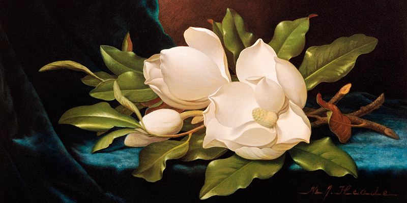 Martin Johnson Heade, Giant Magnolias on Blue Cloth