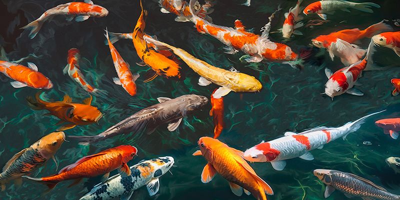 Teo Rizzardi, Pond with Koi-Fish (detail)