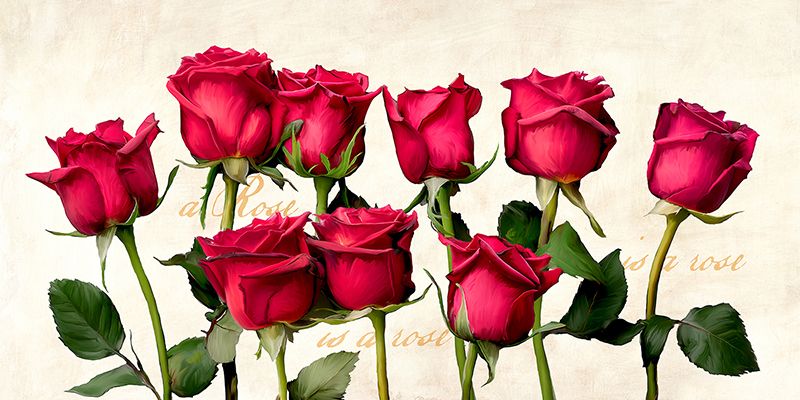 Teo Rizzardi, A Rose is a Rose is a Rose