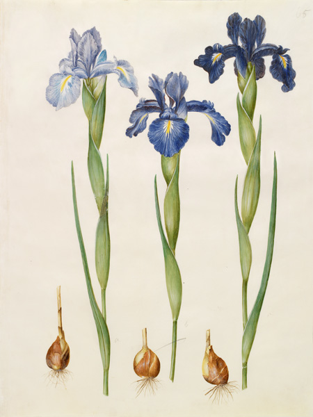 Johannes S. Holtzbecher, Iris xiphioides