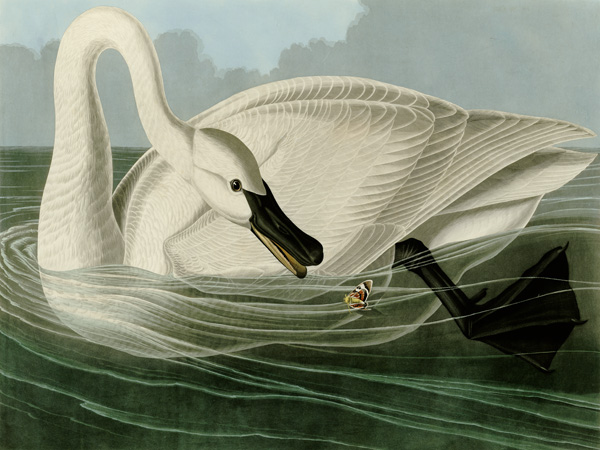 John James Audubon, Trumpeter Swan