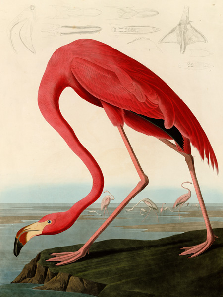 John James Audubon, American Red Flamingo