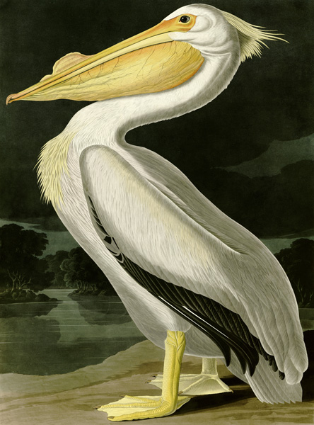 John James Audubon, American White Pelican