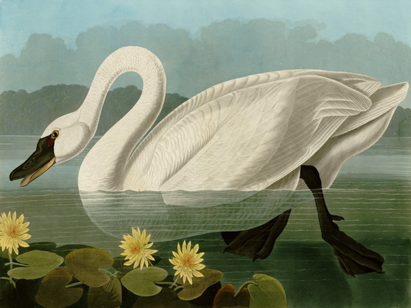 John James Audubon, Common American Swan