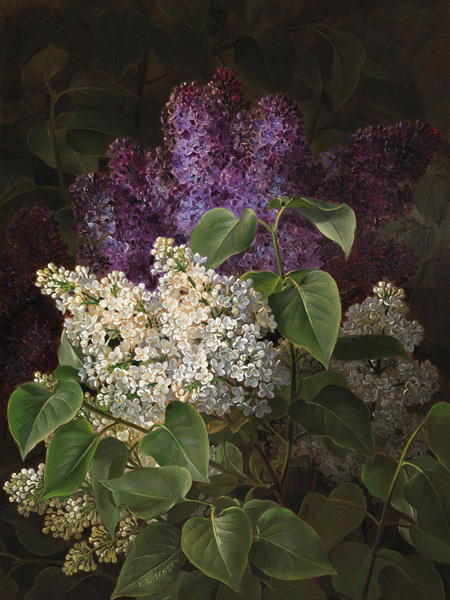 Johan Laurentz Jensen, White and violet lilac