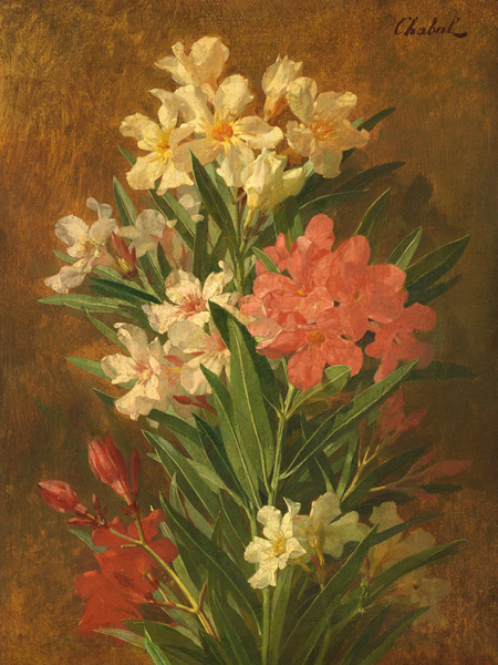 Pierre Adrien Chabal-Dussergey, Rot und wei&szlig; bl&uuml;hender Oleander