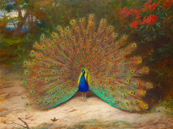 Archibald Thorburn, Peacock and Peacock Butterfly
