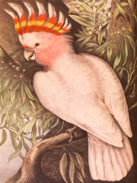 James Whitley Sayer, Leadbeaters Cockatoo
