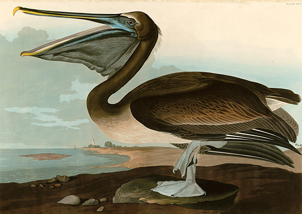 John James Audubon, Brown Pelican
