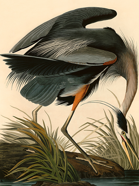 John James Audubon, Great Blue Heron