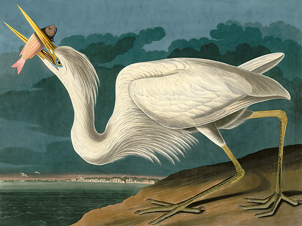 John James Audubon, Great White Heron