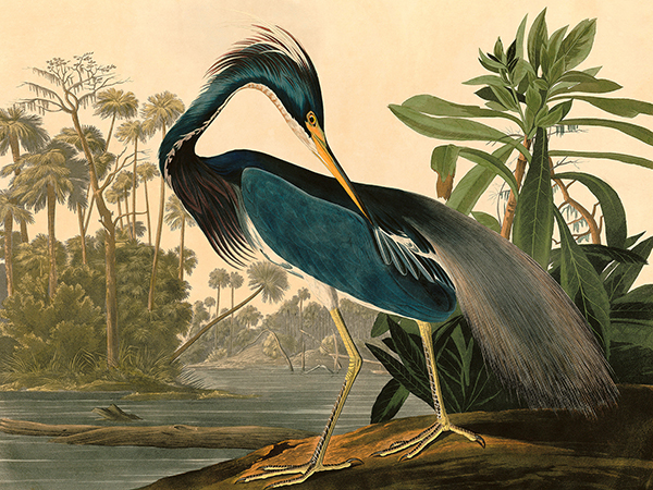 John James Audubon, Louisiana Heron