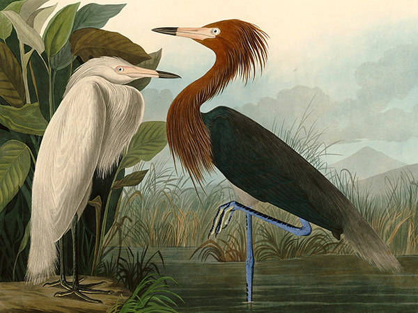 John James Audubon, Purple Heron