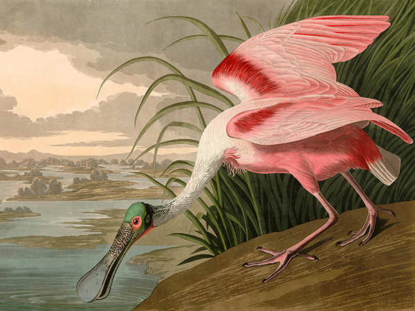John James Audubon, Roseate Spoonbill