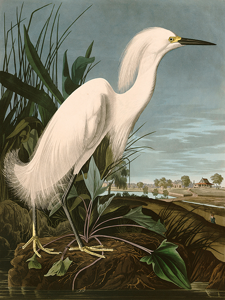 John James Audubon, Snowy Heron or White Egret