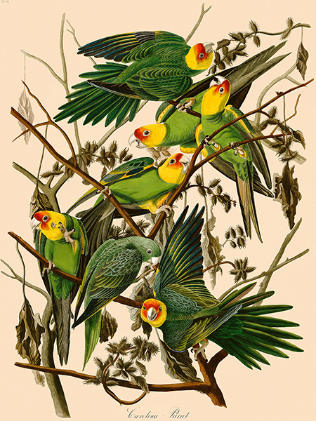 John James Audubon, Carolina Parrot