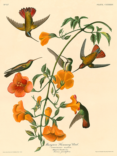 John James Audubon, Mangrove Humming Bird