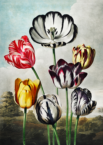 Robert John Thornton, Tulips from The Temple of Flora