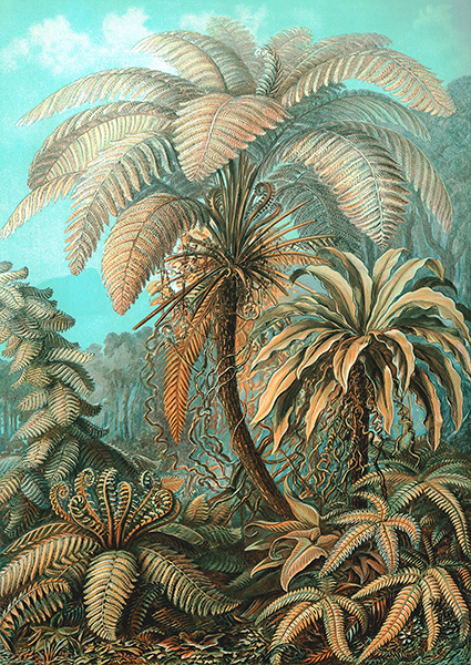 Ernst Haeckel, Filicinae