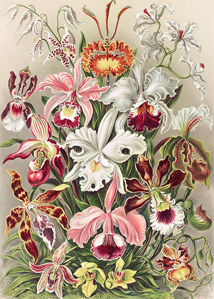 Ernst Haeckel, Orchidaeacae