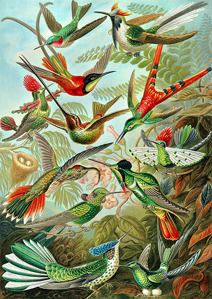 Ernst Haeckel, Trochilidae