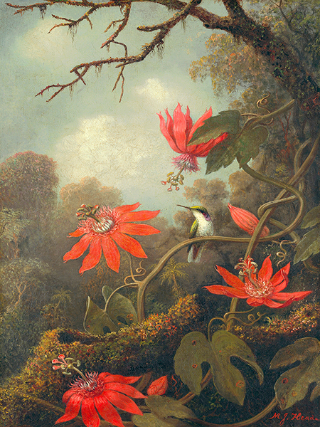 Martin Johnson Heade, Hummingbird and Passionflowers